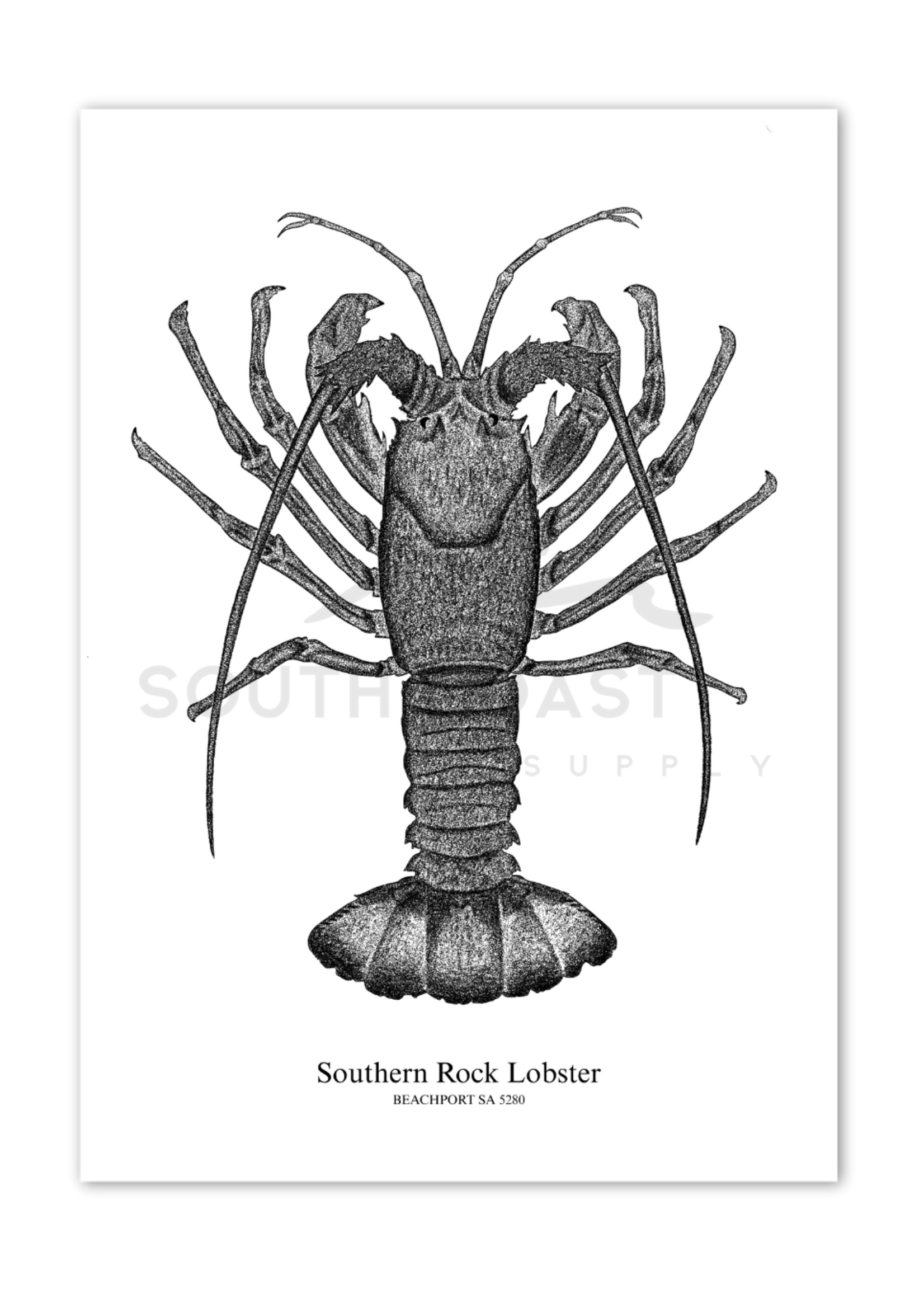 South Coast Supply Southern Rock Lobster - A4 Art Print