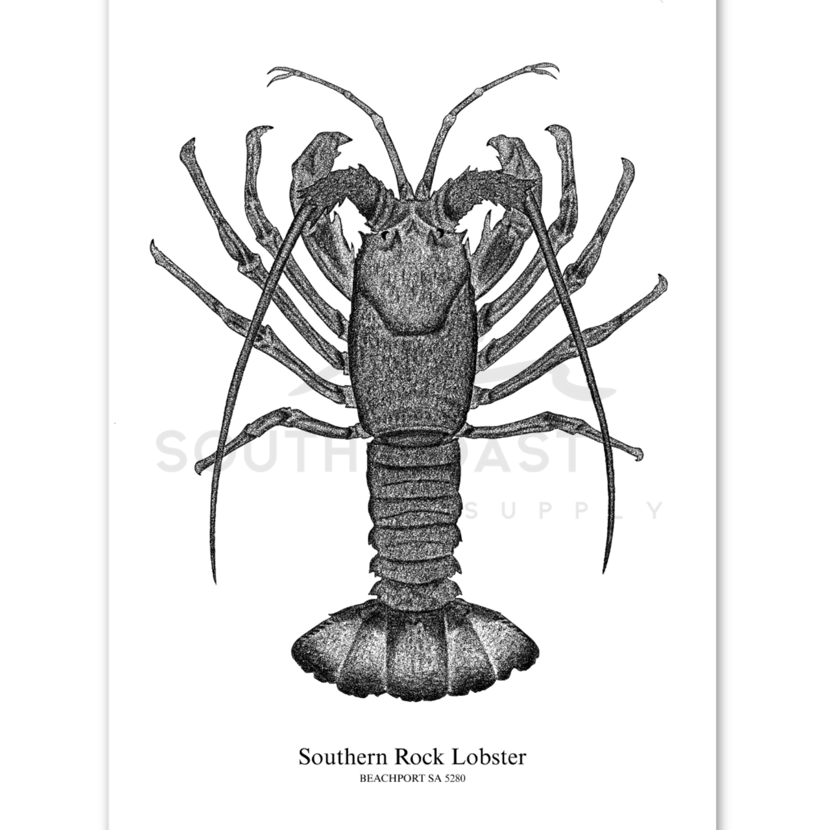 South Coast Supply Southern Rock Lobster - Card