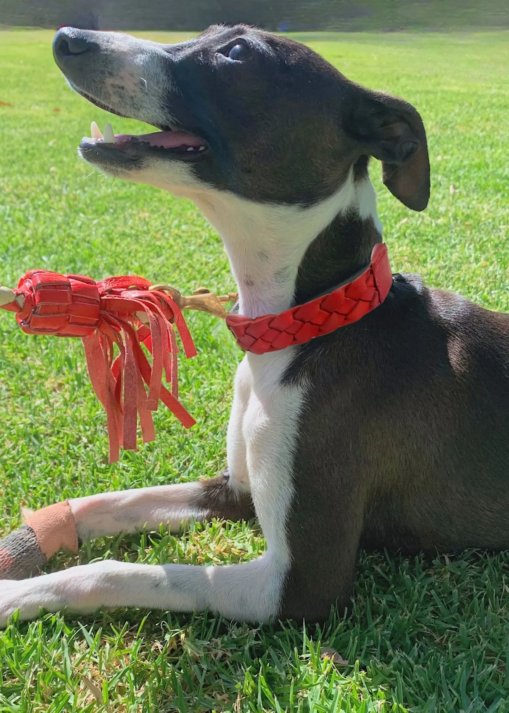 Georgie Paws Casey Collar - Red