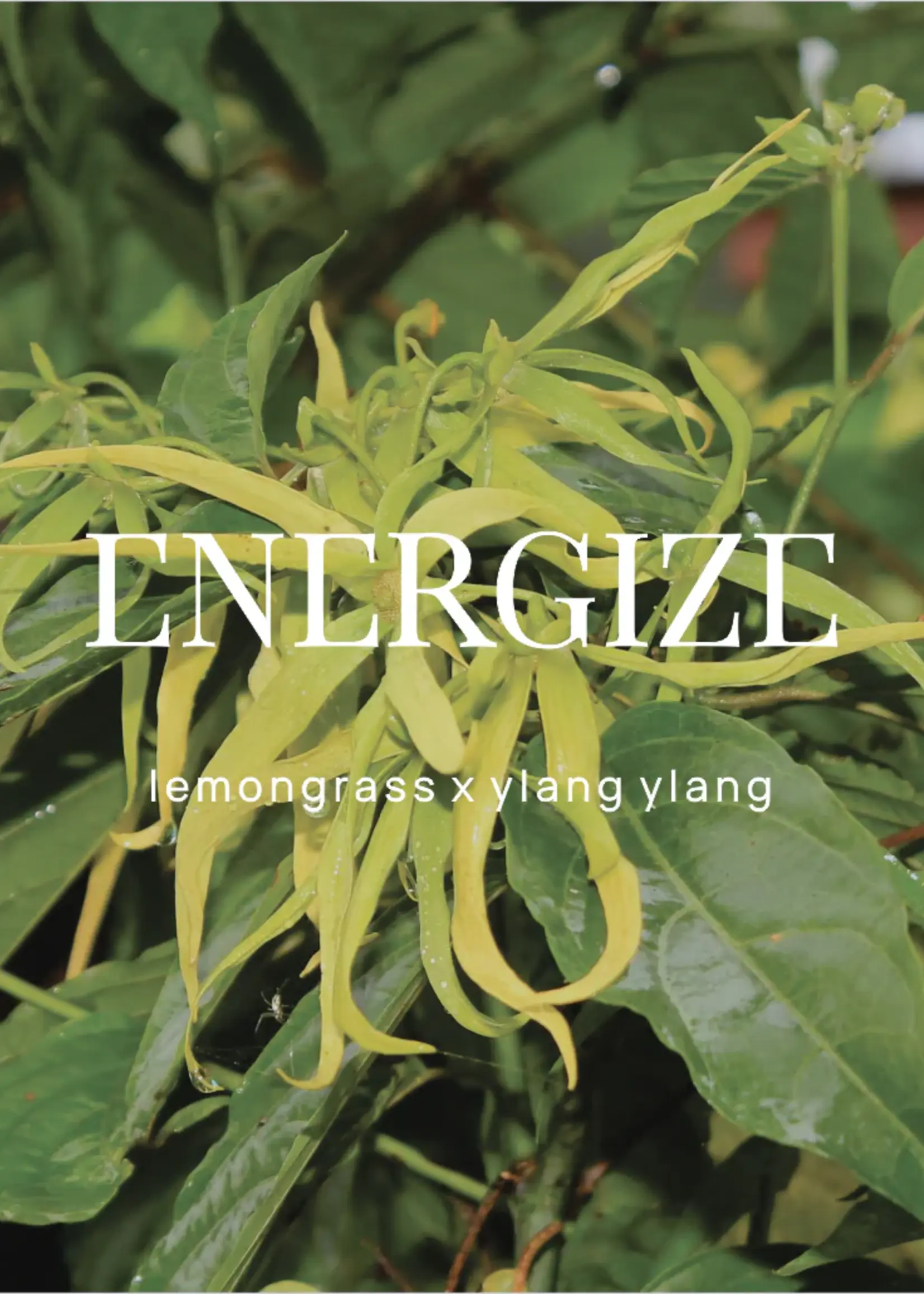 Wild Emery Energize Shower Steamer