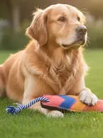 Georgie Paws Surfboard Dog Toy