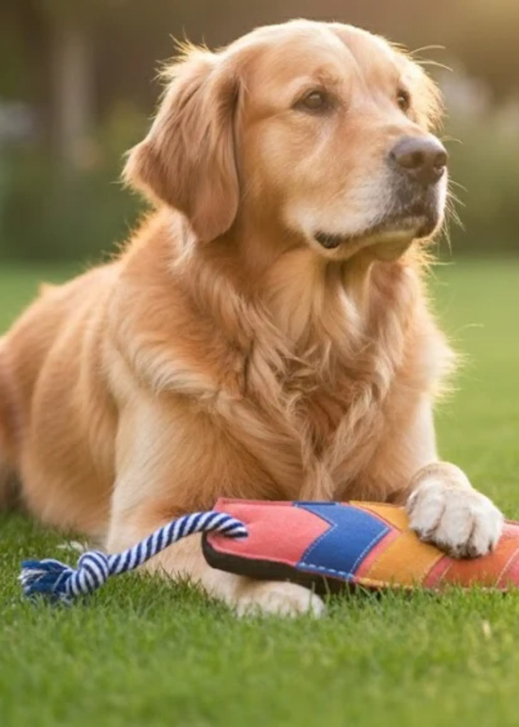 Georgie Paws Surfboard Dog Toy