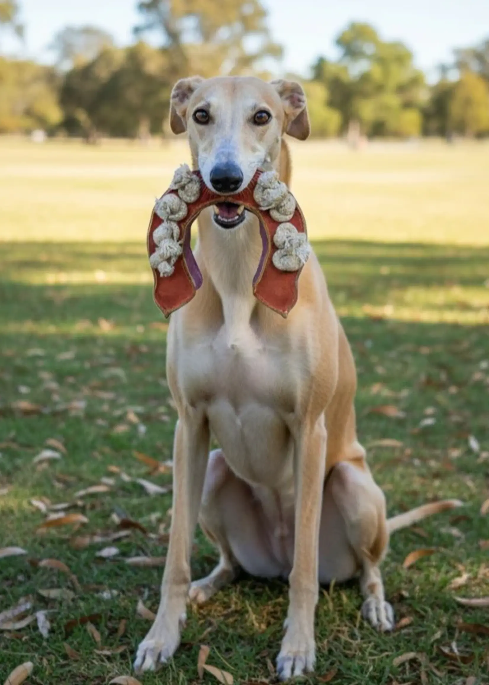 Georgie Paws Horseshoe