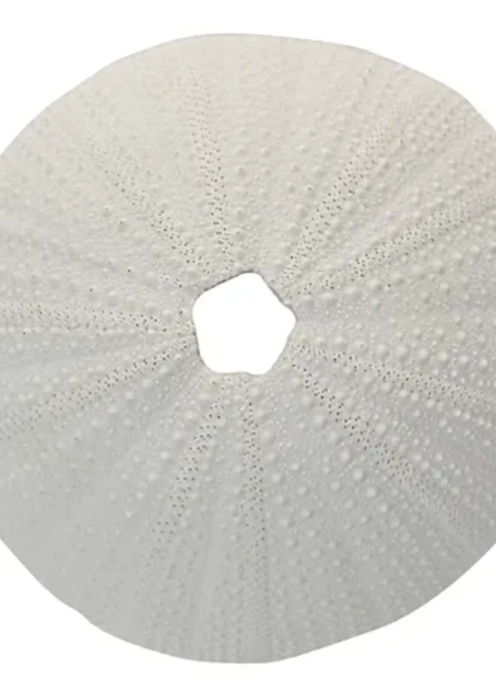 Sea Urchin Coral Resin Sculp 9x4.5cm