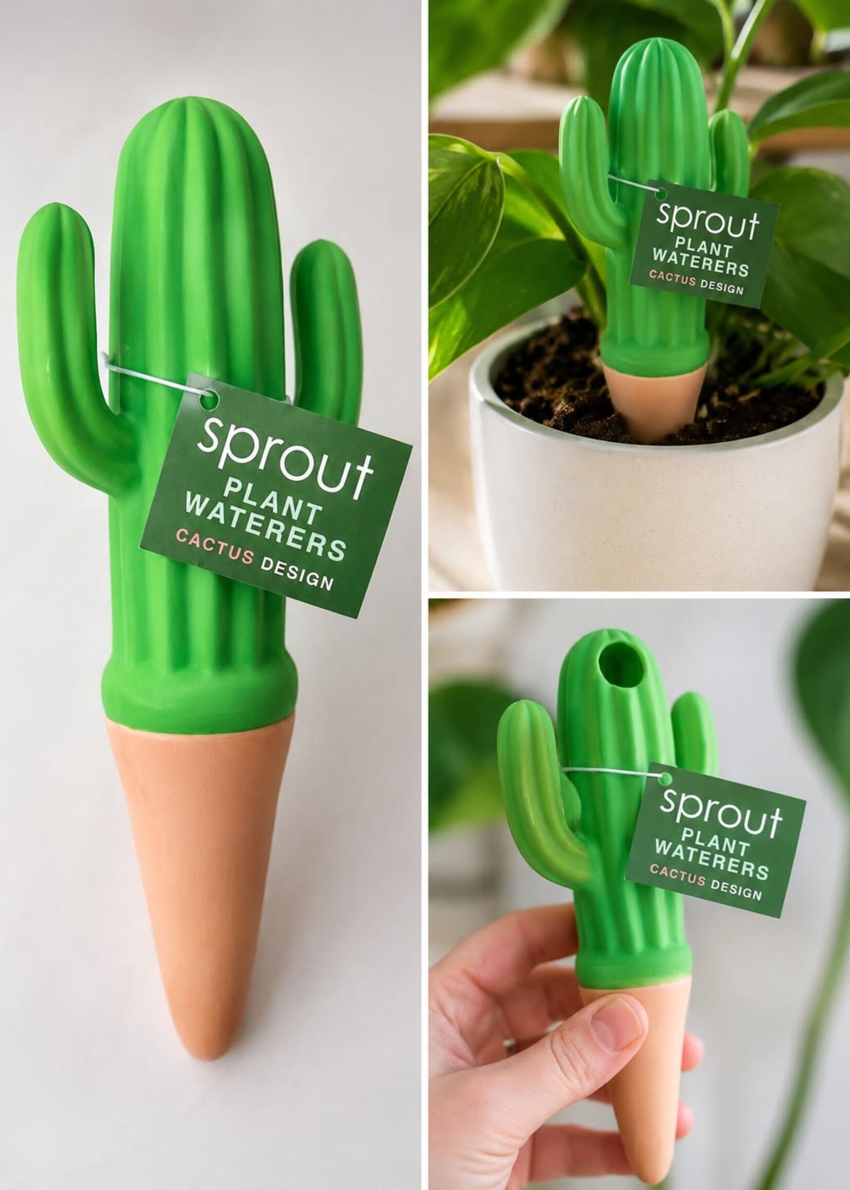 Annabel Trends Sprout Plant