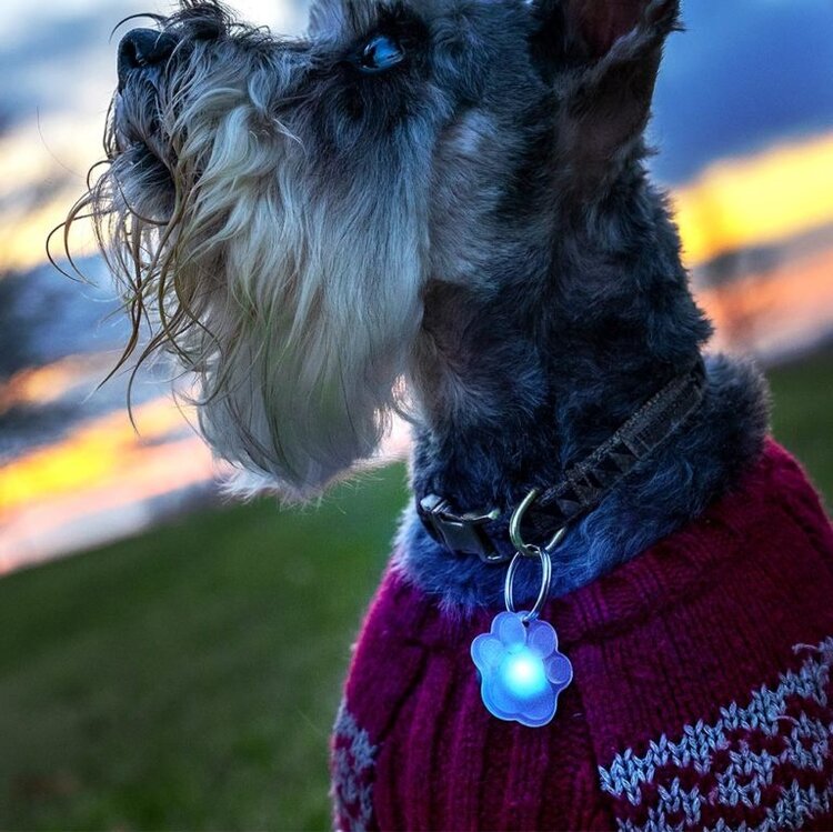 Brightz Pup Brightz |  Paw & Bone