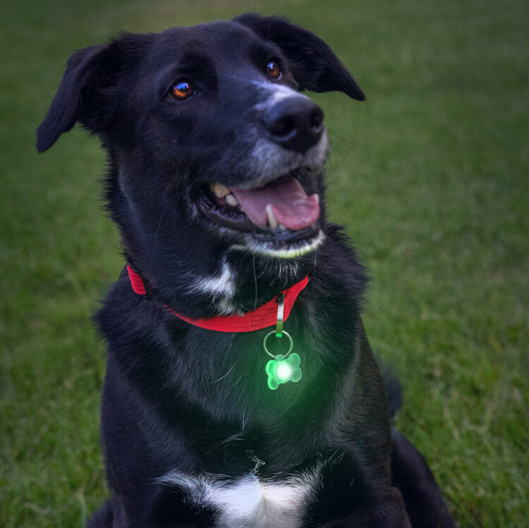 Brightz Pup Brightz |  Paw & Bone