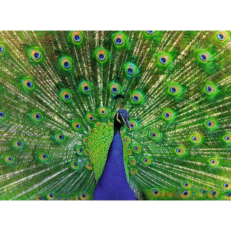 Ravensburger Peacock | 500 pc