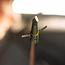 Swhacker 2 Blade Broadheads 100 Grain 2'' Cut