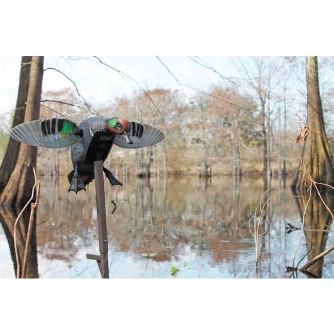Mojo ES Green Wing Teal 3P