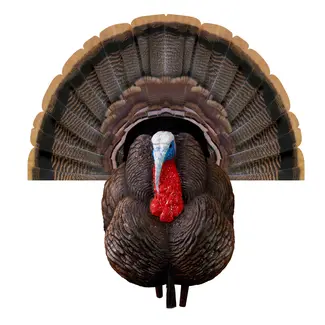 Higdon Higdon Apex Strutter Tom