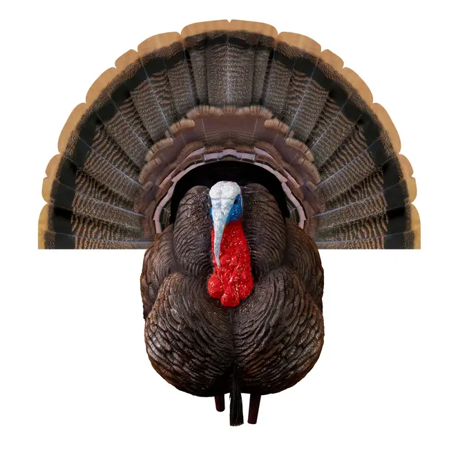 Higdon Apex Strutter Tom