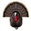 Higdon Apex Strutter Tom