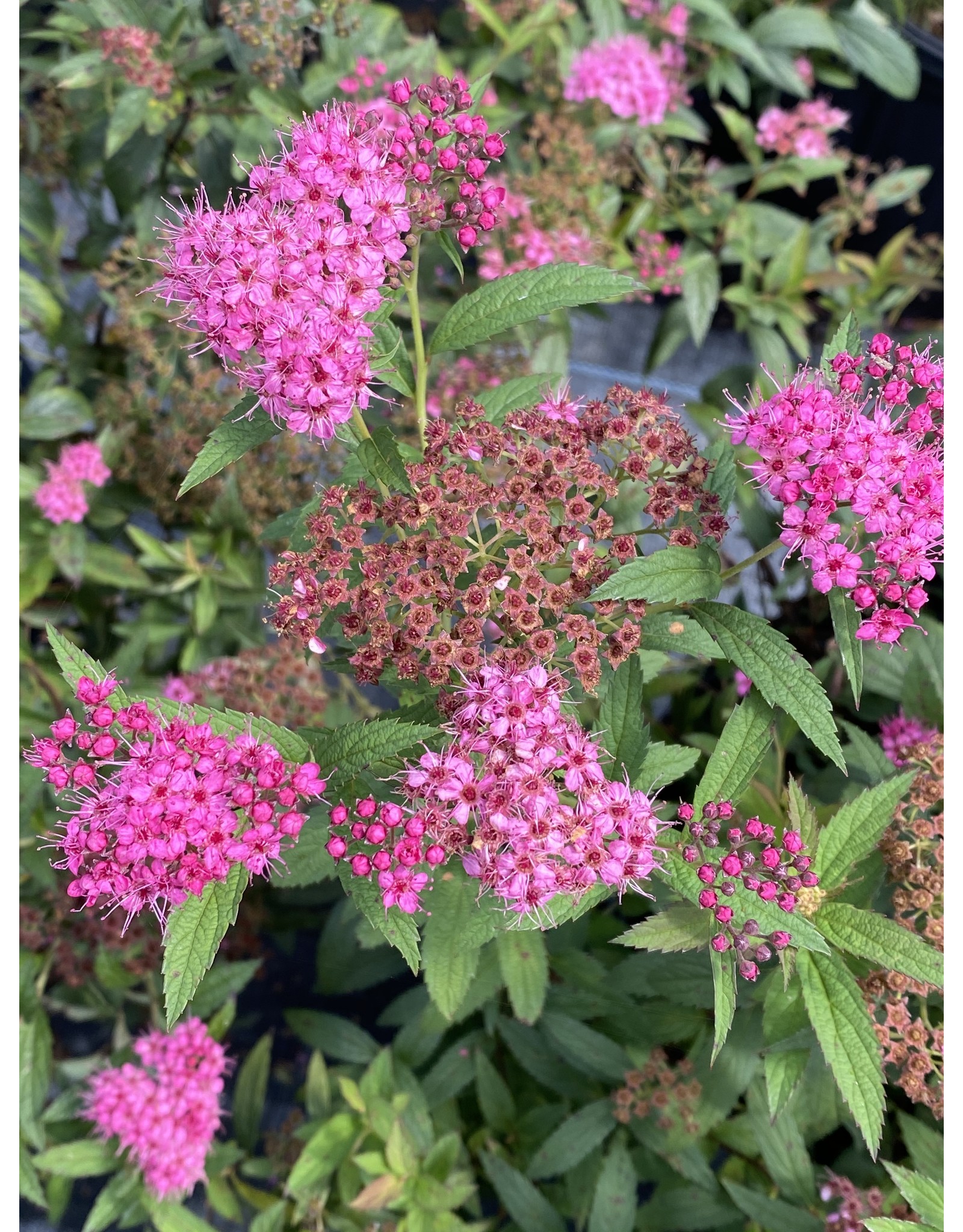 Spirea Anthony Waterer 3 Gal Grower S Outlet Online