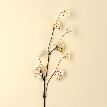 Pear Blossom Branch