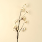 Pear Blossom Branch
