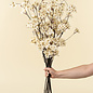 Pear Blossom Branch
