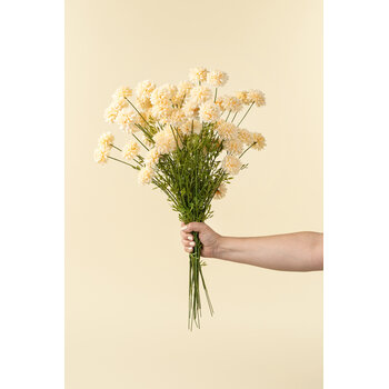 Mini Chrysanthemum, Cream