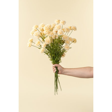 Mini Chrysanthemum, Cream