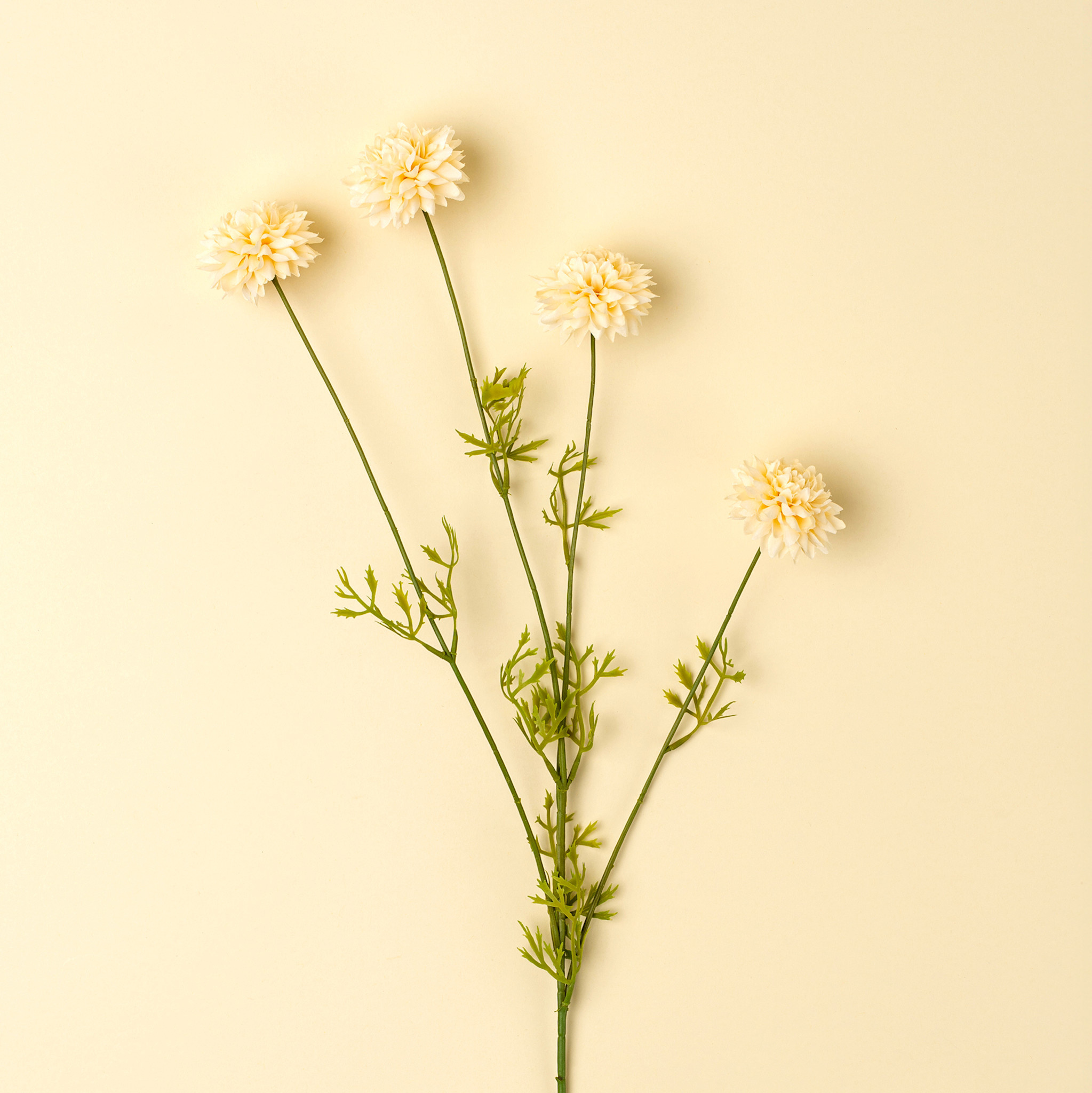 Mini Chrysanthemum, Cream