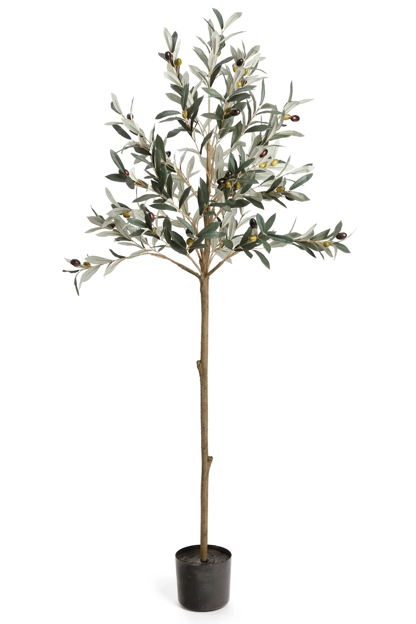 OLIVE TREE POTTED GREEN 20x60H