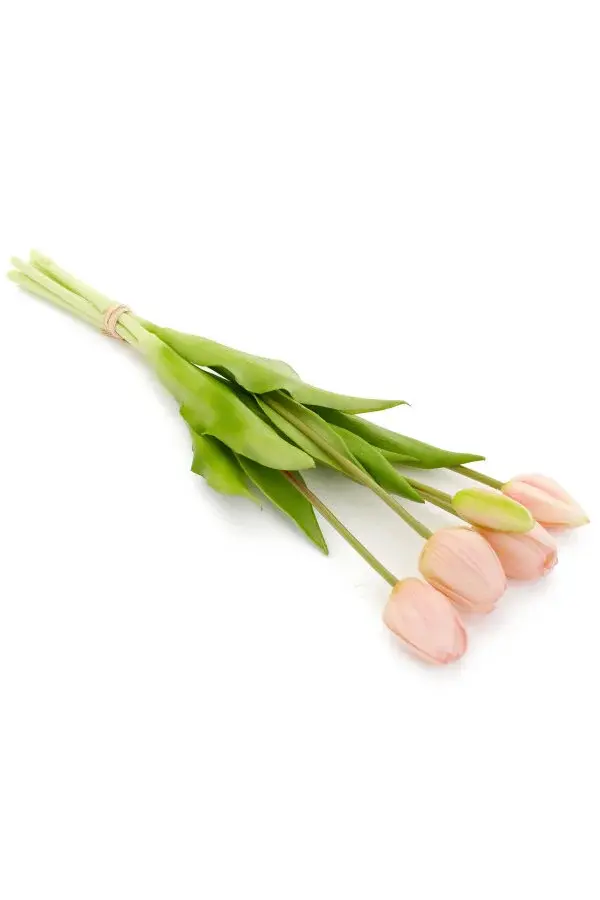 BUNDLE TULIP LT PINK 5X16H