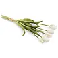 BUNDLE TULIP WHITE 5X16H