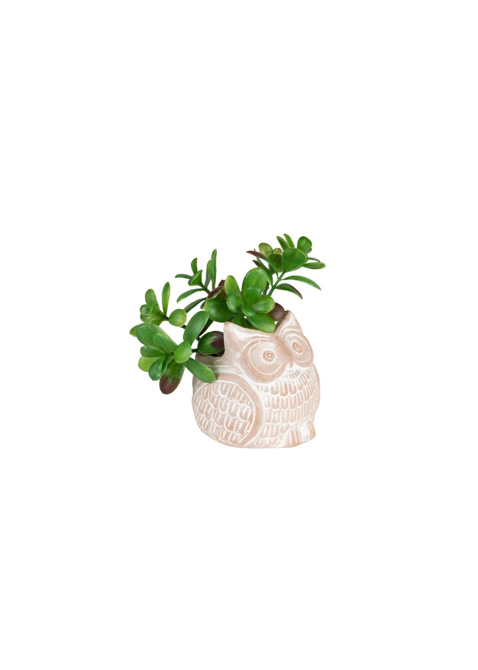 Planter - Whitewash Terracotta Owl Petite