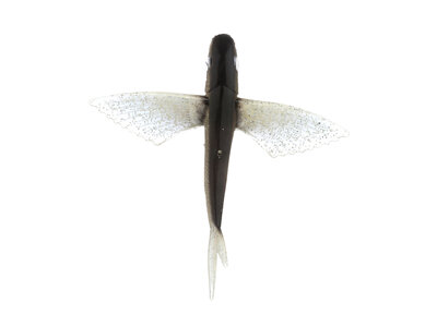 Fish Razr FR501 Flying Fish 9