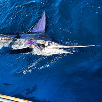 Beluga Trolling Lure