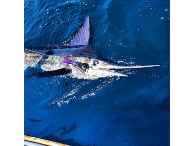 Imperium Beluga Trolling Lure