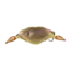 Johnny's Driftin Crab