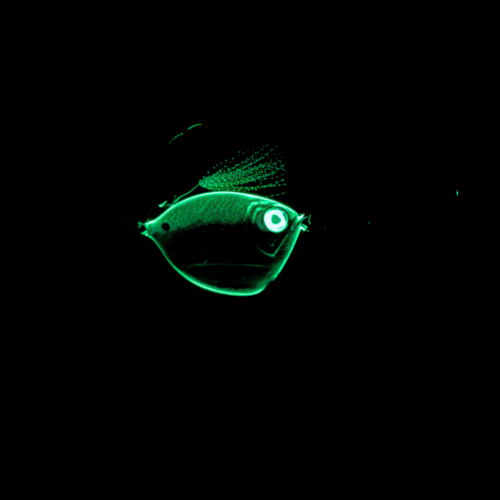 Angler Co HORNBELLY IMPOSTER JIG - GLOW-IN-THE-DARK