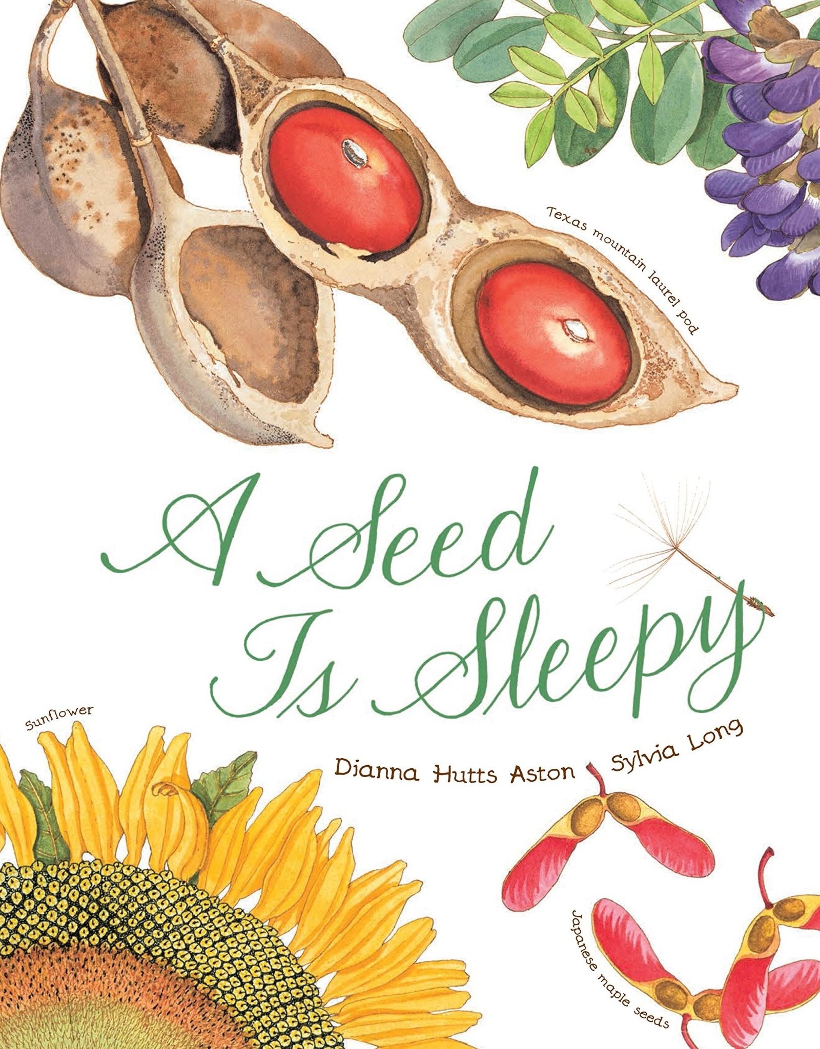 A Seed is Sleepy