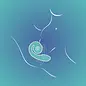 Snail Vibe Gizi
