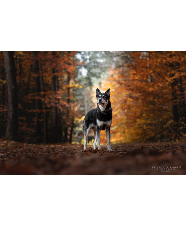 Chiens