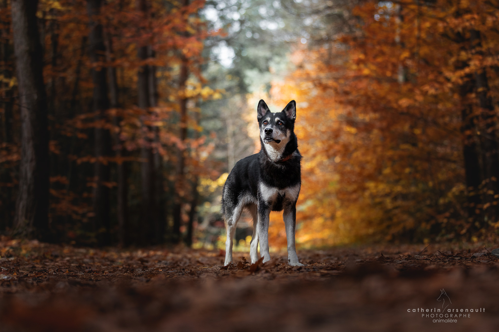 Chiens