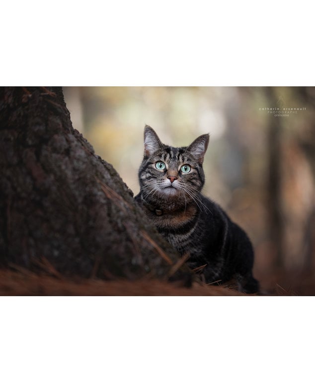 Chats