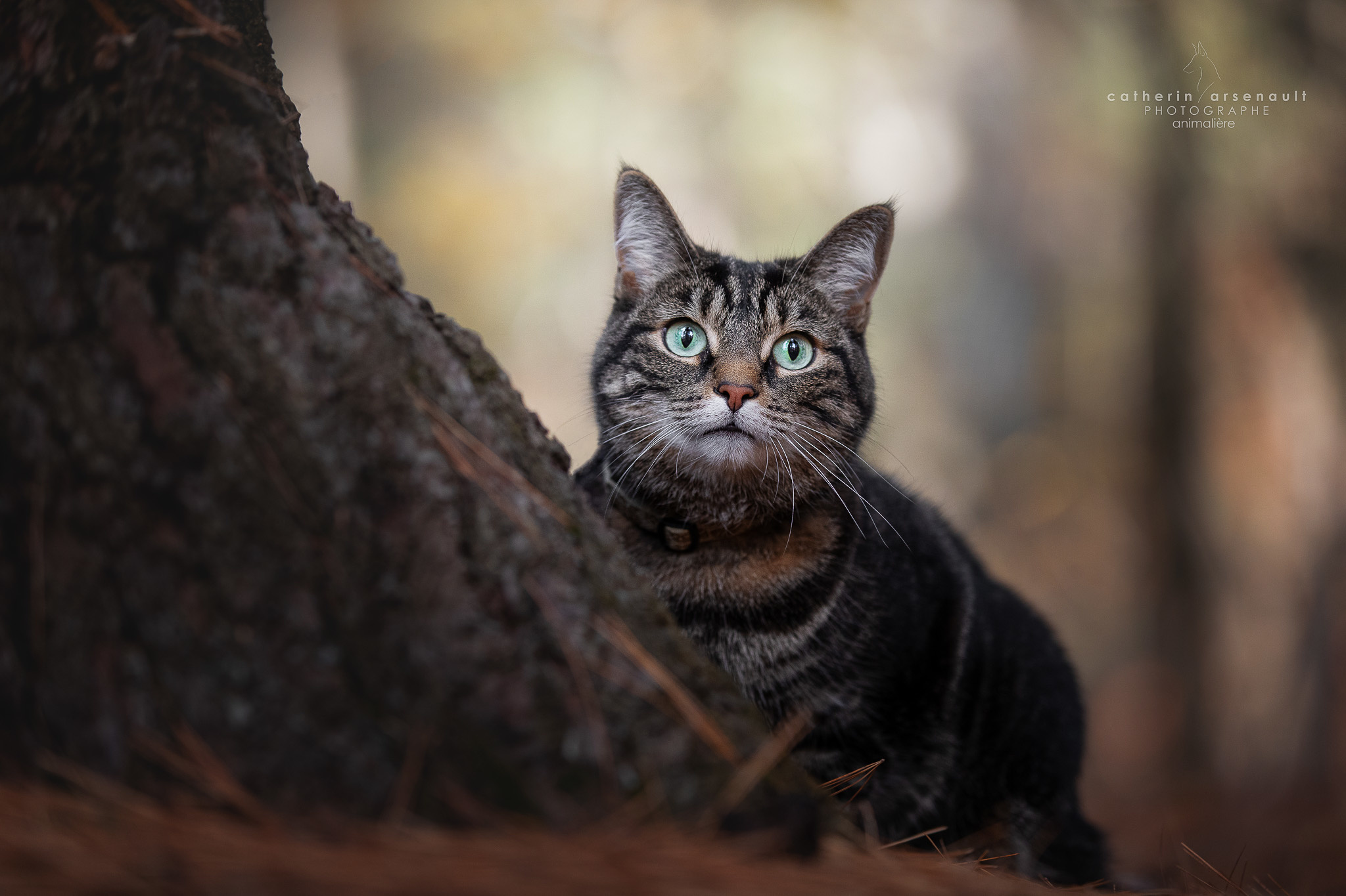 Chats