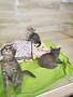 3 petits mousquetaires