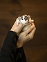 Rat mâle domestique en duo