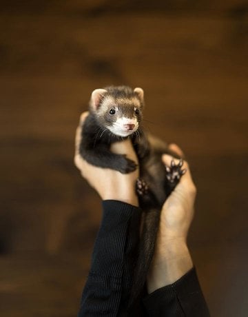 Furet (Alice)