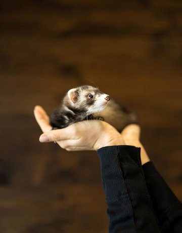 Furet