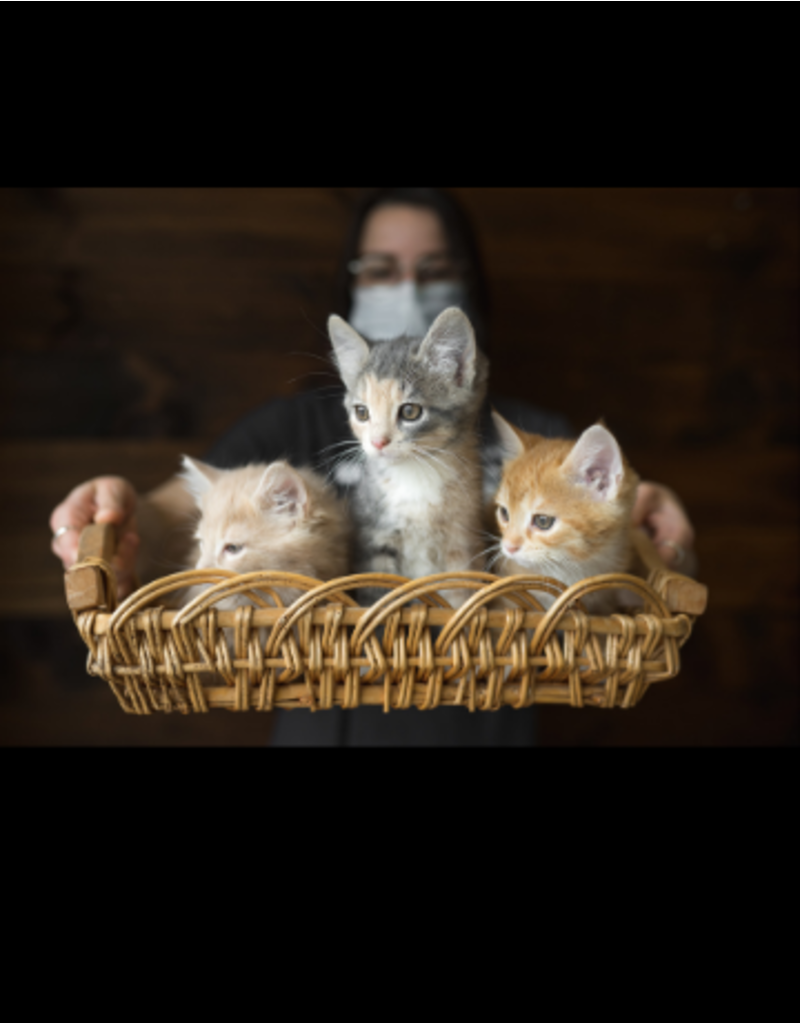 Chatons domestique (3)