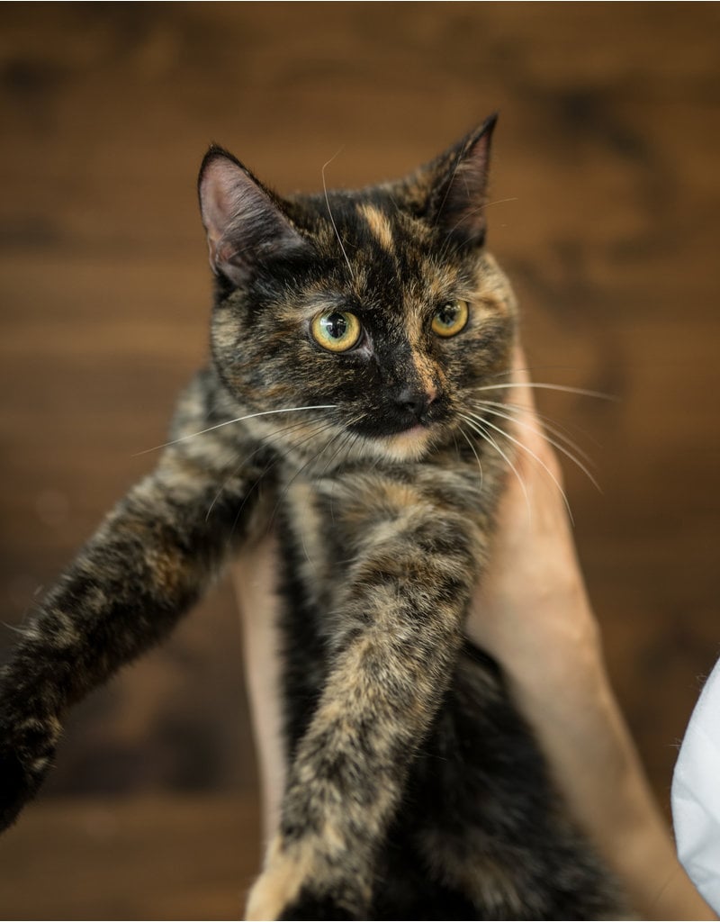 Chaton domestique (écaille de tortue plus pâle)