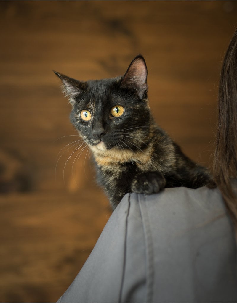 Chaton domestique (écaille de tortue plus foncée)