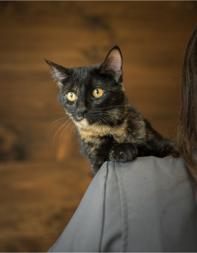 Chaton domestique (écaille de tortue plus foncée)