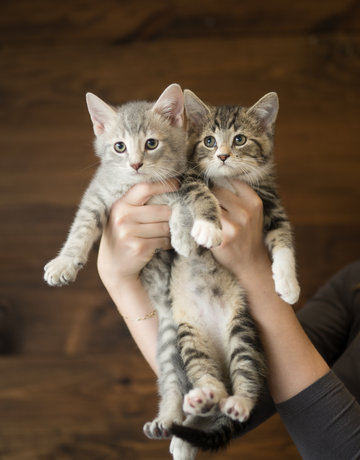 Chaton domestique Tabby gris pâle et Tabby brun et blanc (2)