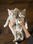 Chaton domestique Tabby gris pâle et Tabby brun et blanc (2)