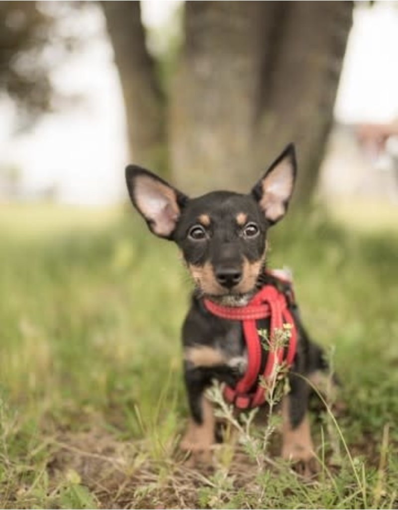 Chiot Jack Russel/Chihuahua/Yorkshire